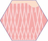 C-Skin-phase-3